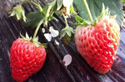 冬季大棚草莓施肥配方