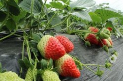 草莓育苗具体步骤是什么