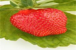 草莓革腐病患病规律