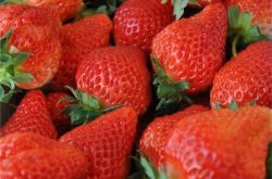 刚种植的草莓几天可以施肥浇水呢？