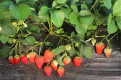 草莓苗为什么要控旺