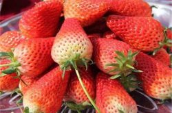 草莓苗红叶子病如何预防