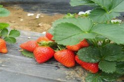草莓苗多久成熟