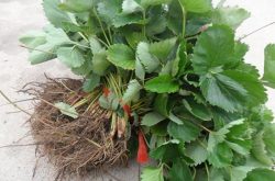 草莓苗无土种植技术步骤