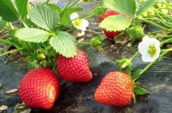 草莓疫霉果腐病用什么药治