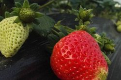 大棚草莓农药使用注意事项