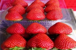草莓白粉病生物防治方法
