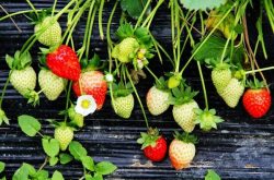 草莓开花后要施肥吗及正确的施肥方式