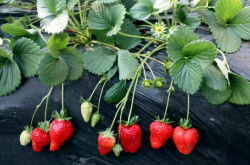 草莓喜欢施肥吗？草莓怎么施肥又大又甜？