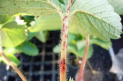 草莓叶子有病的症状 草莓叶病害有哪些？