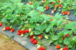 四季草莓的幼苗能活几年？
