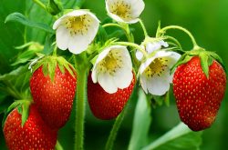 草莓主要有什么病
