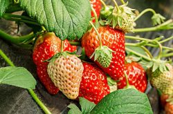 种植草莓要施肥吗及种植技巧