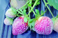 草莓得了白粉病怎么治疗？白粉病怎么预防？