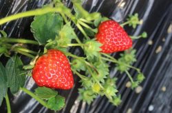 种植前的草莓缓苗要通风吗？