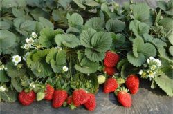 红颜草莓苗的炭疽病怎么防治？