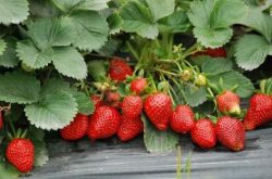 用有机肥施肥草莓有什么好处？