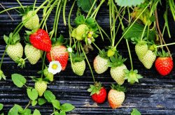 草莓苗矮黄病是什么原因及治疗方法