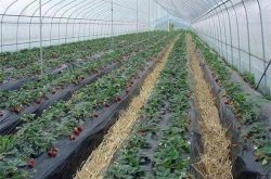 大棚草莓的施肥与管理技术