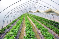病毒防治过程中杀虫粉对草莓苗有害吗？