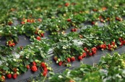 什么样大棚冬天种草莓温度好产量高