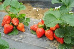 草莓苗可以阳光直晒吗