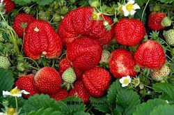 草莓籽的种植时间和方法