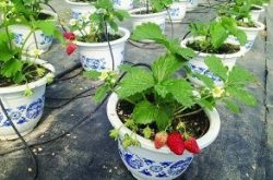 花盆草莓苗如何种植的方法
