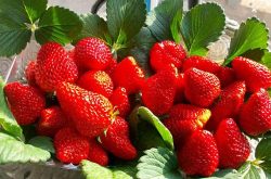 草莓种植需要注意什么
