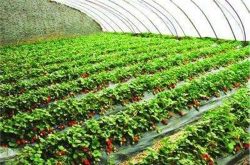 南阳大棚种植草莓收益