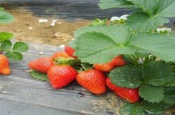 在草莓挂果时怎样施肥呢？