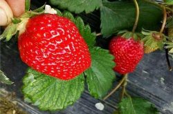 草莓种植品种哪个最好