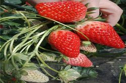 草莓茎基腐病是什么病