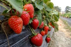 大棚草莓蜜蜂授粉的步骤