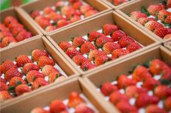 草莓开花能施肥吗以及施肥次数控制方法