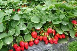 大棚草莓要几月种植