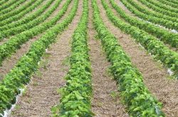 大棚草莓施肥怎样提高产量