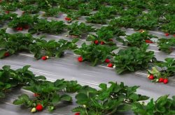 草莓苗怎么样生长