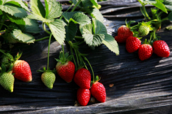 草莓苗有哪些品种 草莓苗优质品种特点