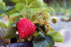 草莓花蕾干边昰什么病？花蕾缺钙都有哪些原因？