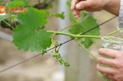 葡萄适合种植在热地方吗？