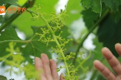 葡萄种植容易吗？