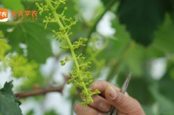 吉林葡萄种植品种