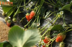 种植盆栽草莓
