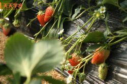 明宝草莓苗图片