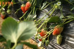 草莓种植苗图片