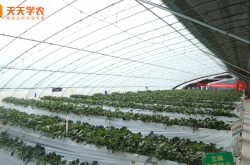 松江区草莓园图片