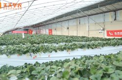 浙江红玉草莓苗生产基地图片