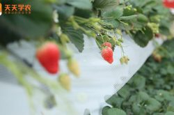 九江草莓种植图片