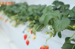 乌当区科技草莓园图片